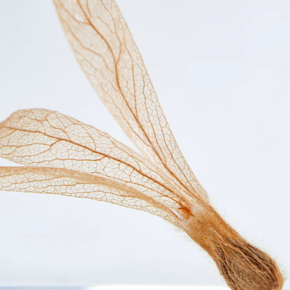 Anto Tree Ant tree – Fish Legs
