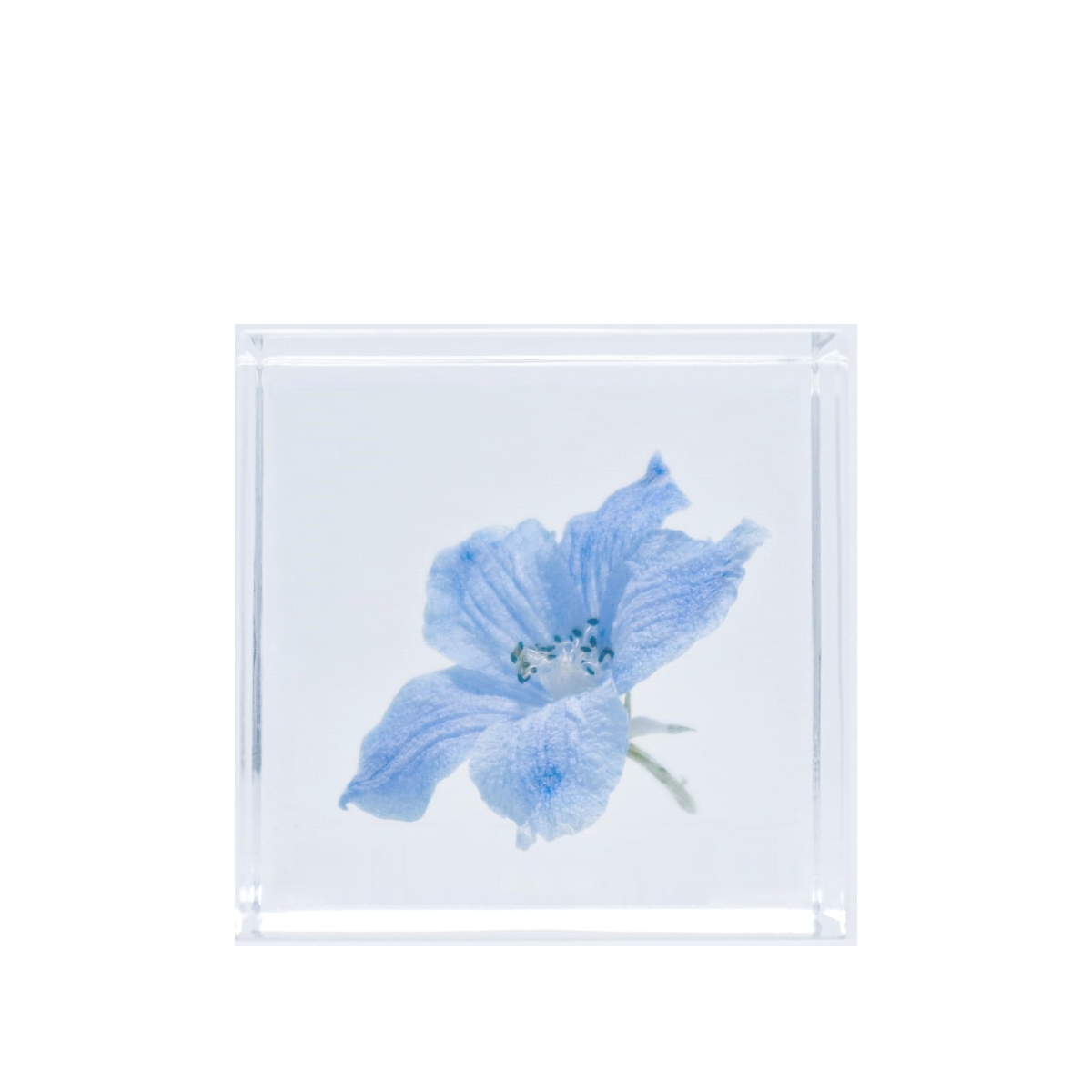 Siberian larkspur