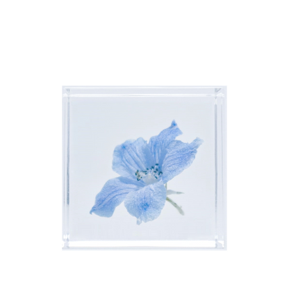 Siberian larkspur