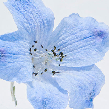 Siberian larkspur