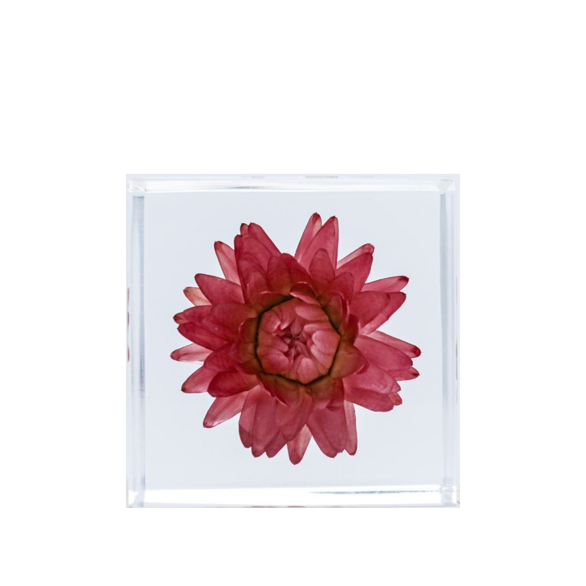 Strawflower